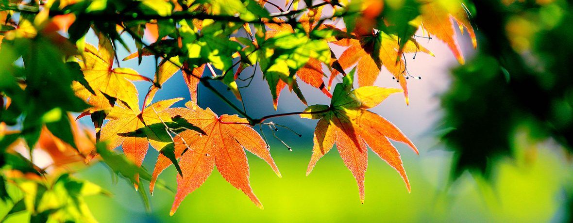 Autumn